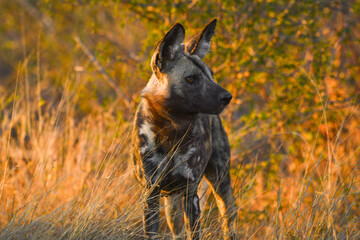 An African wild dog (Lycaon pictus) at dawn, Kruger National Park, South Africa