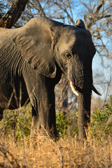 An African elephant (Loxodonta africana) roaming the woodlands at sunrise, southern Kruger National Park, South Africa