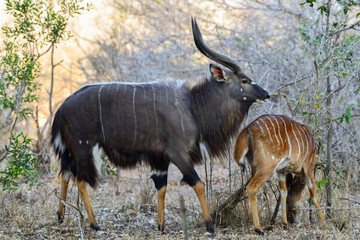 A couple of nyala (Tragelaphus angasii) in the woodlands of southern Kruger National Park, South Africa