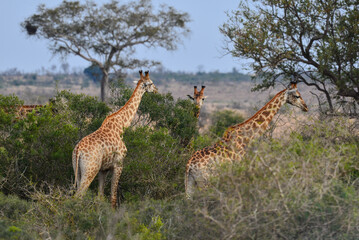 A group of giraffes feeding in the woodlands of southern Kruger National Park, South Africa
