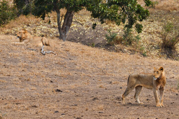 Two African lions observing its environs in the grasslands of central Kruger National Park, South...