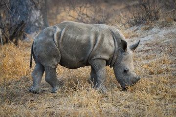 A young white rhino feeding on dry grass on the woodlands of the Greater Kruger area, South Africa © Pedro