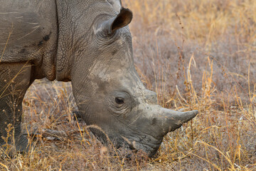 Obraz premium A white rhino feeding on dry grass at sunset on the woodlands of the Greater Kruger area, South Africa