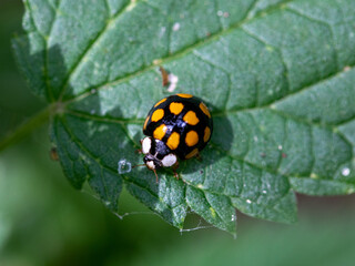 Asian Lady Beetle resting on a thin green nettle leaf. Also known as a Harlequin Ladybird and Multicolored Asian Beetle. Black beetle with twelve yellow spots. Horizontal, copy space