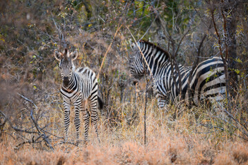 Obraz premium A Burchell's zebra foal along with an adult at dawn on the woodlands of the Greater Kruger area, South Africa
