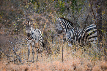 A Burchell's zebra foal along with an adult at dawn on the woodlands of the Greater Kruger area,...