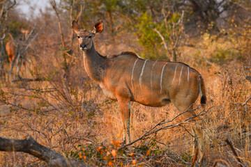 A female greater kudu (Tragelaphus strepsiceros) at sunset on the woodlands of central Kruger National Park, South Africa