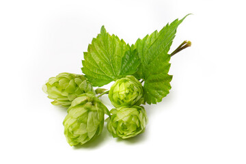 Cones of flowering hops close-up. Ingredient in the beer industry.