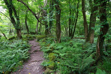 a refreshing spring forest with a path