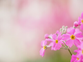Naklejka na ściany i meble 植物園で咲く早春の草花