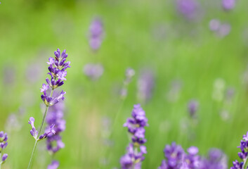 Soft focus on lavender buds in the summer garden. Flower background