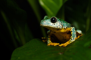Fringed leaf frog on a plant