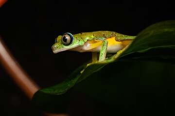 Lemur leaf frog on a plant