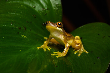 Hourglass tree frog sitting on a big plant