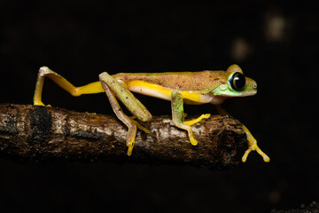 Lemur leaf frog on a plant