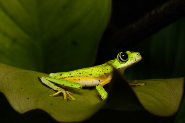 Lemur leaf frog on a plant