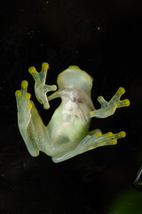 Bottom side of a reticulated glass frog sitting on glass