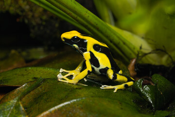 Dyeing poison dart frog 