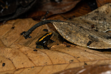 Juvenile golden poison frog on leaf litter