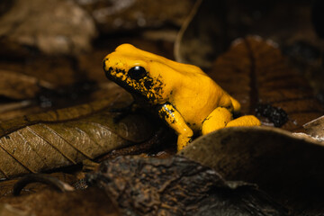 Golden poison frog on leaf litter