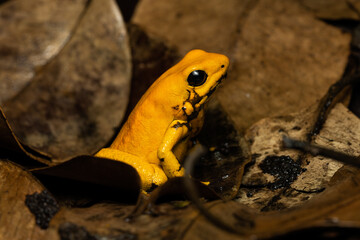 Golden poison frog on leaf litter