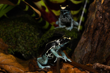 Dyeing poison dart frog 