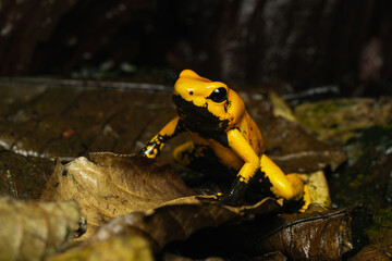 Golden poison frog on leaf litter