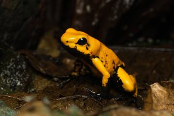 Golden poison frog on leaf litter