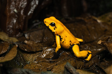 Golden poison frog on leaf litter