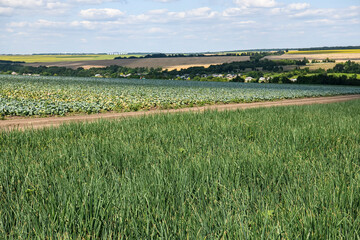 Fototapeta premium Green onions grow on a farm field.
