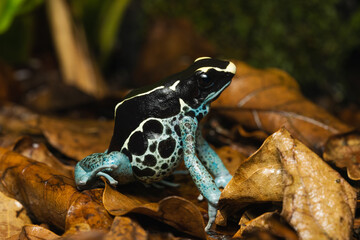 Dyeing poison dart frog 
