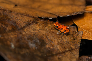 Juvenile strawberry poison dart frog on leaf litter
