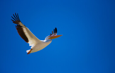 Fototapeta na wymiar A pelican flying over Lake Chapala in Mexico