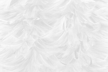 white feather wooly pattern texture background