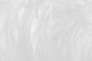 Obraz premium white feather wooly pattern texture background