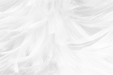 Obraz premium white feather wooly pattern texture background
