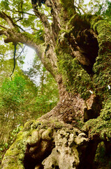 Large trees and moss grow in the sky