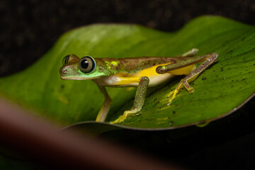 Lemur leaf frog on a plant