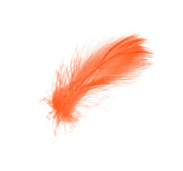 Beautiful orange colors tone feather isolated on white background