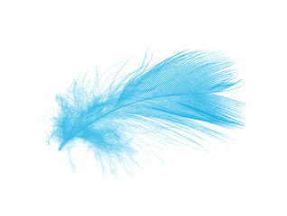 Beautiful  blue feather isolated on white background