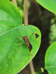 grasshopper on a leaf