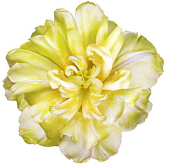 Yellow tulip flower  on white isolated background with clipping path. Closeup. For design. Nature.