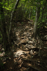 木漏れ日の登山道