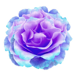 Obraz na płótnie Canvas Watercolor purple-blue peony flower on white isolated background with clipping path. Closeup. For design. Nature.
