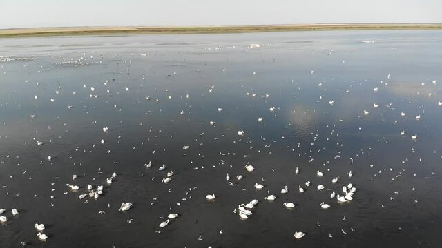 Kalmykia, nature reserve. Flocks of waterfowl on the lake.