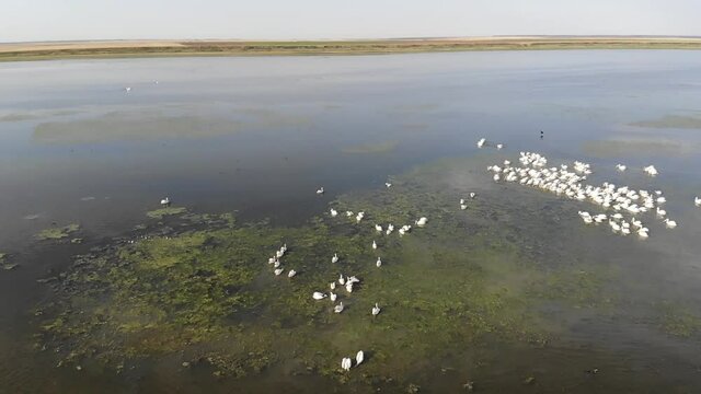 Kalmykia, nature reserve. Flocks of waterfowl on the lake.