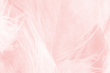 Fototapeta premium Beautiful light pink feather pattern texture background