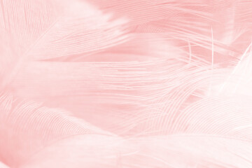 Beautiful light pink feather pattern texture background