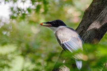赤い実をくわえる　カラフルな鳥　オナガ
