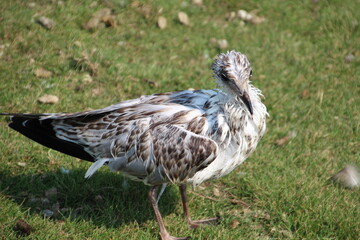 Wet Gull, William Hawrelak Park, Edmonton, Alberta
